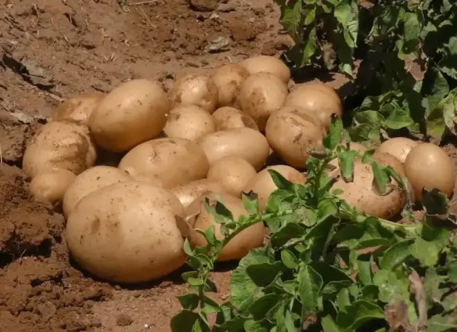 الأسواق العالمية للبطاطس بين وفرة الإنتاج وتراجع الأسعار