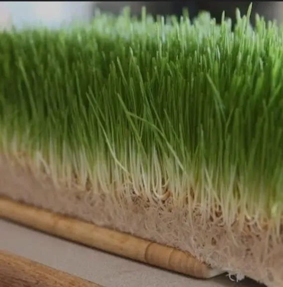 الشعير المستنبت.. بديل أعلاف واعد لتحقيق الأمن الغذائي وخفض تكلفة التربية