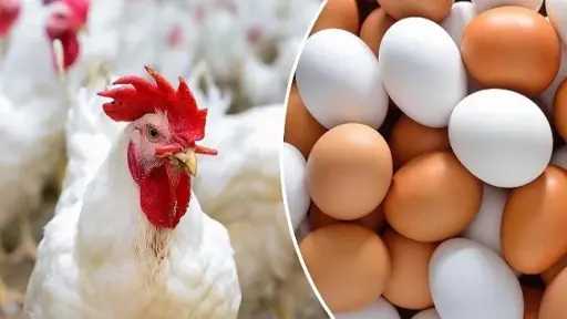 سعر كرتونة البيض في المزارع والشركات اليوم الثلاثاء 4 - 11 - 2025