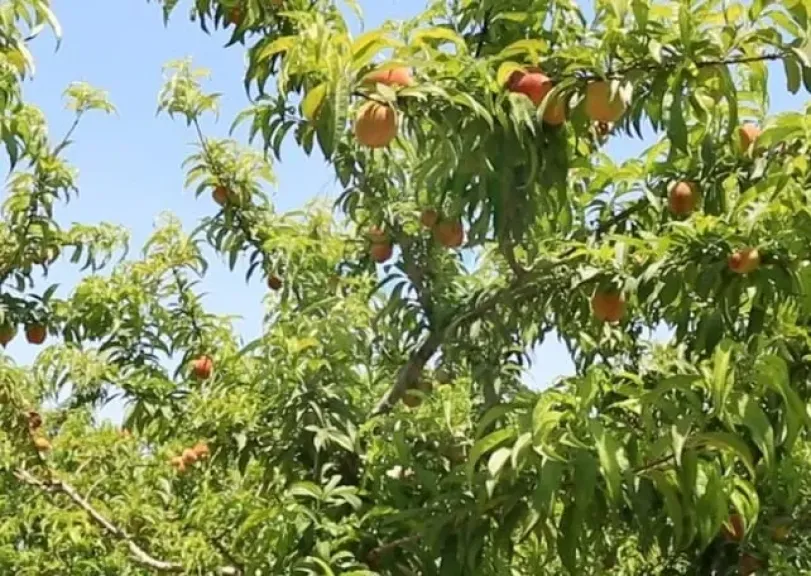 خبراء الزراعة يكشفون أسرار التحول الزهري للأشجار