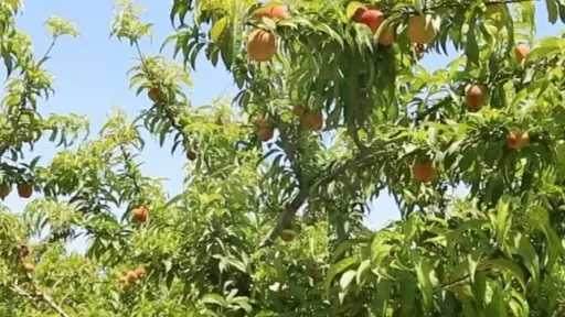 خبراء الزراعة يكشفون أسرار التحول الزهري للأشجار