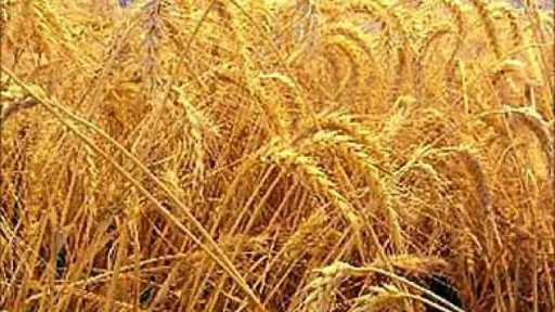 الحملة القومية للقمح تقود مصر نحو الاكتفاء الذاتي