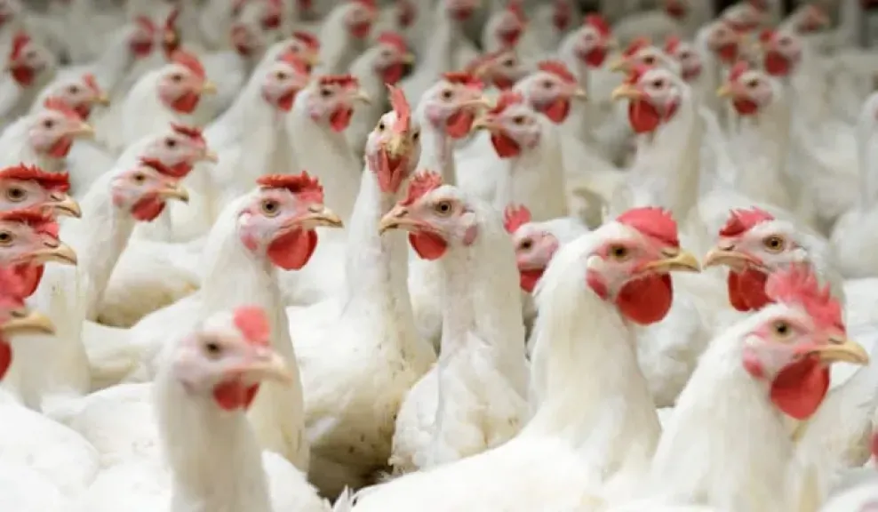 الزراعة تكشف شروط تراخيص مزارع الدواجن الجديدة