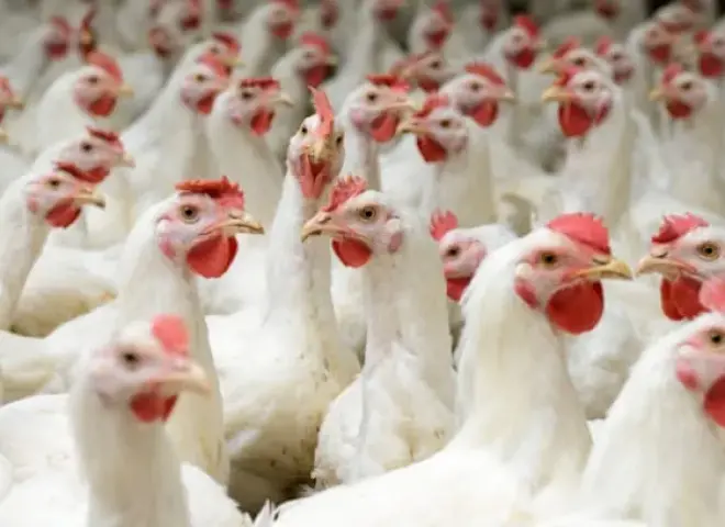 الزراعة تكشف شروط تراخيص مزارع الدواجن الجديدة