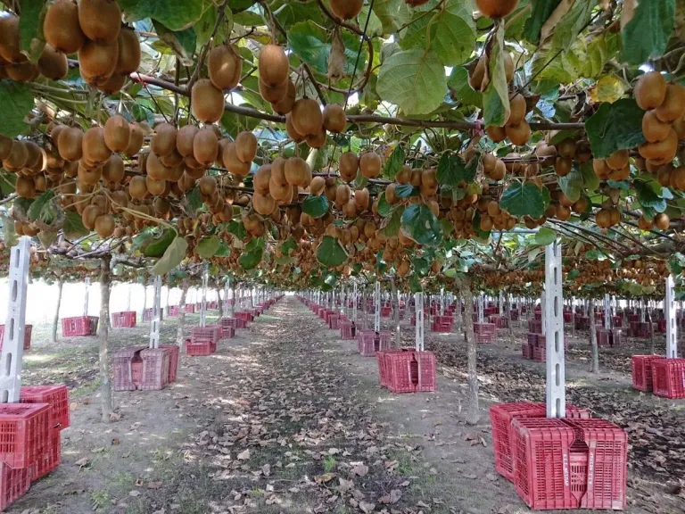 اليونان تعوض خسائر صقيع أبريل بمزارع جديدة وانتعاش في إنتاج الكيوي