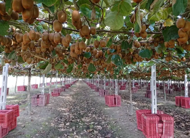 اليونان تعوض خسائر صقيع أبريل بمزارع جديدة وانتعاش في إنتاج الكيوي