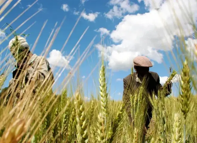 إثيوبيا تدخل نظام ePhyto الرقمي لتسريع وتحديث صادراتها الزراعية