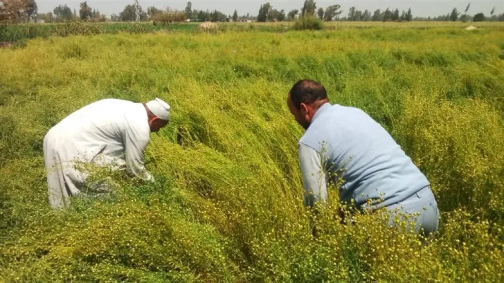 تفاصيل خطة الزراعة لزيادة إنتاج الكتان خلال نوفمبر