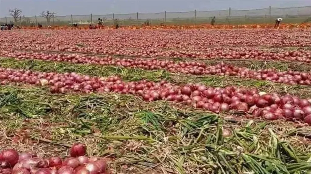 الزراعة تكشف أهم توصيات نوفمبر لزراعة البصل
