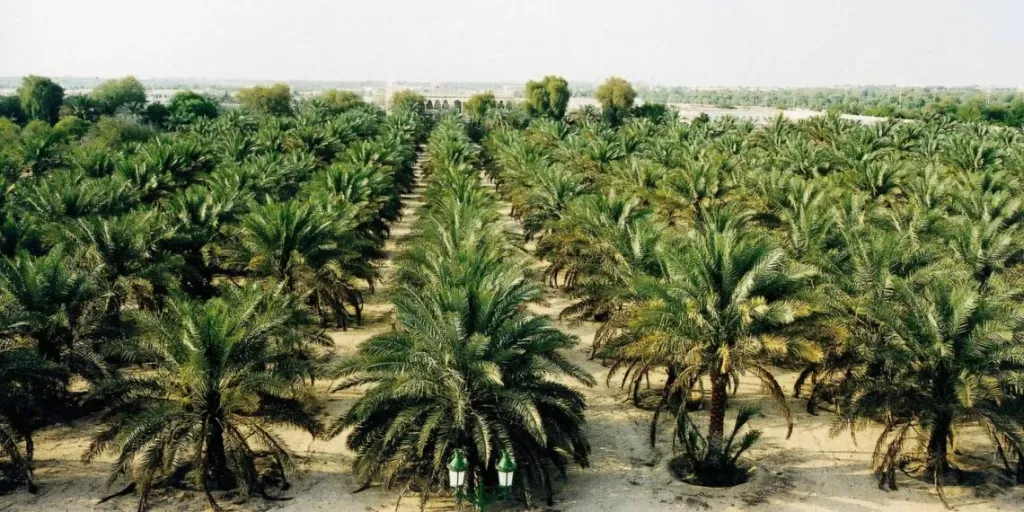 تحذيرات عاجلة لمزارعي النخيل لمواجهة تقلبات المناخ