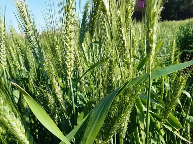 الزراعة: خطة عاجلة لدعم مزارعي المحاصيل الشتوية