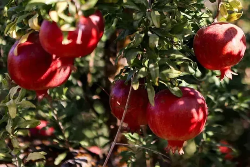 «بادر لتنمية الصعيد» تتوسع في إنتاج الرمان باستثمارات 10 ملايين جنيه