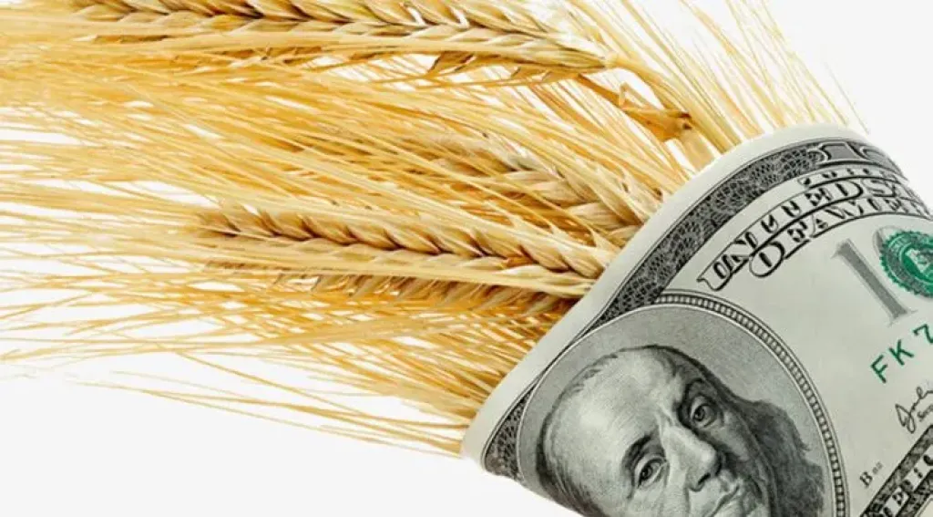 توقعات بارتفاع أسعار القمح الأوكراني في النصف الثاني من نوفمبر