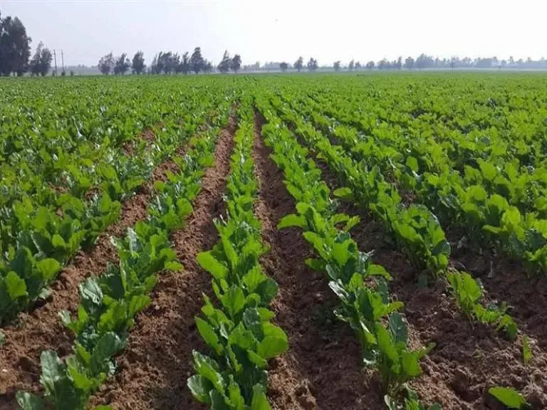 رئيس مركز المناخ يكشف مخاطر أيام الحيرة الزراعية