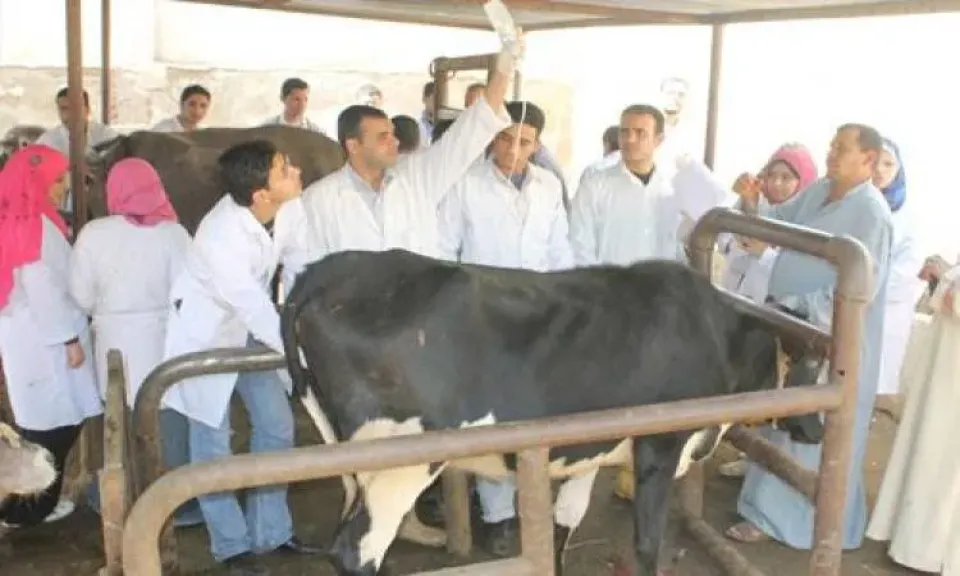 «الهيئة البيطرية» توضح حقيقة نفوق الماشية بسبب الحمى القلاعية