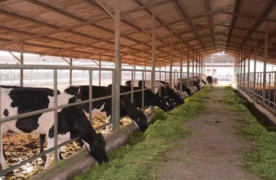 «الزراعة»: 774 ترخيص جديد لدعم مشروعات الثروة الحيوانية والداجنة