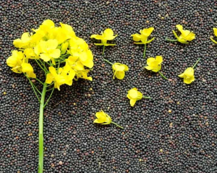 الكانولا الأسترالية تعود إلى الأسواق الصينية بعد 5 سنوات من الانقطاع