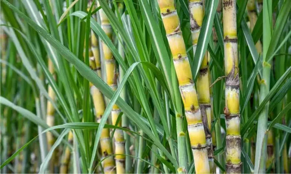 قرارات حاسمة لتقليل استهلاك المياه في الزراعة