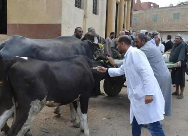 نائب وزير الزراعة يكشف أسرار مواجهة السلالة الجديدة للحمى القلاعية SAT 1