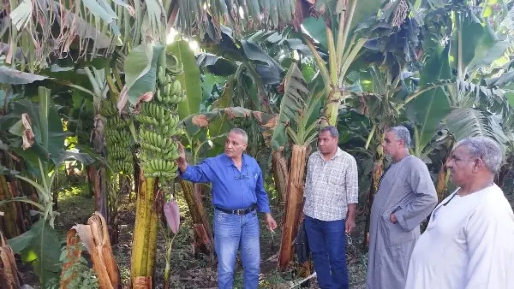 زراعة الأقصر تطلق خطة موسعة لدعم الفلاحين والمزارعين