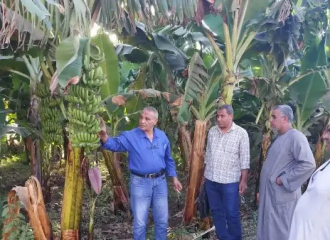 زراعة الأقصر تطلق خطة موسعة لدعم الفلاحين والمزارعين