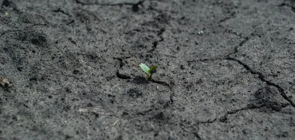 تدهور الأراضي يهدد أمن الغذاء العالمي ويؤثر على مليار إنسان