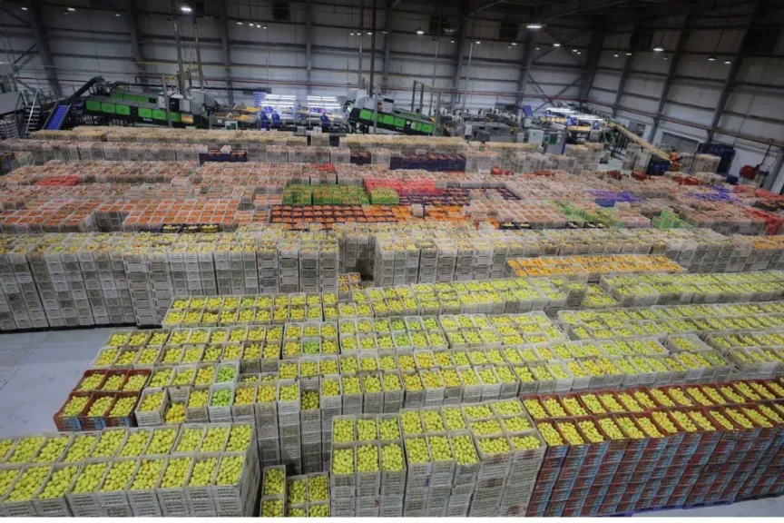 موسم استثنائي للبرتقال المصريلا يعيد رسم خريطة الأسواق