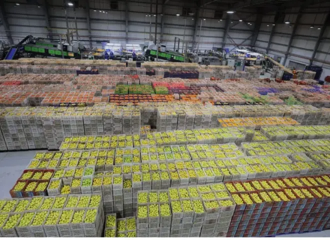 موسم استثنائي للبرتقال المصري يعيد رسم خريطة الأسواق