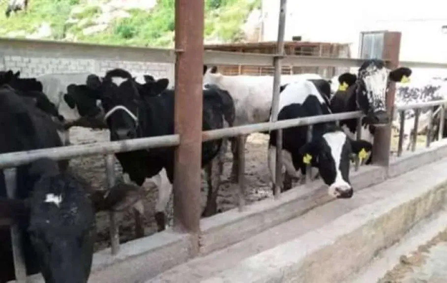 ”الزراعة” تكشف حقيقة فيديو  نفوق الماشية