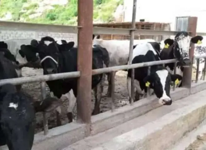 ”الزراعة” تكشف حقيقة فيديو  نفوق الماشية