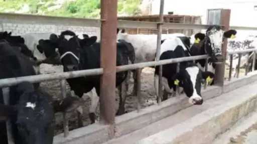 ”الزراعة” تكشف حقيقة فيديو  نفوق الماشية