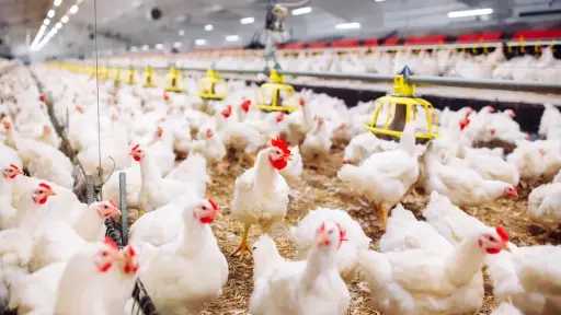 سعر الدواجن اليوم في مصر السبت 8 - 11 - 2025