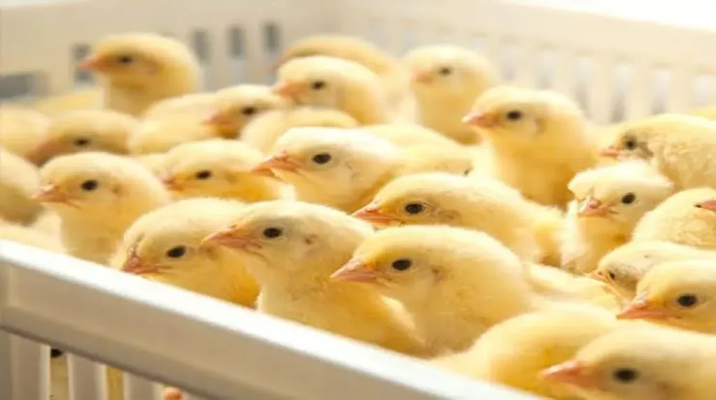 تراجع سعر الكتكوت الأبيض في الأسواق اليوم السبت 8 - 11 - 2025