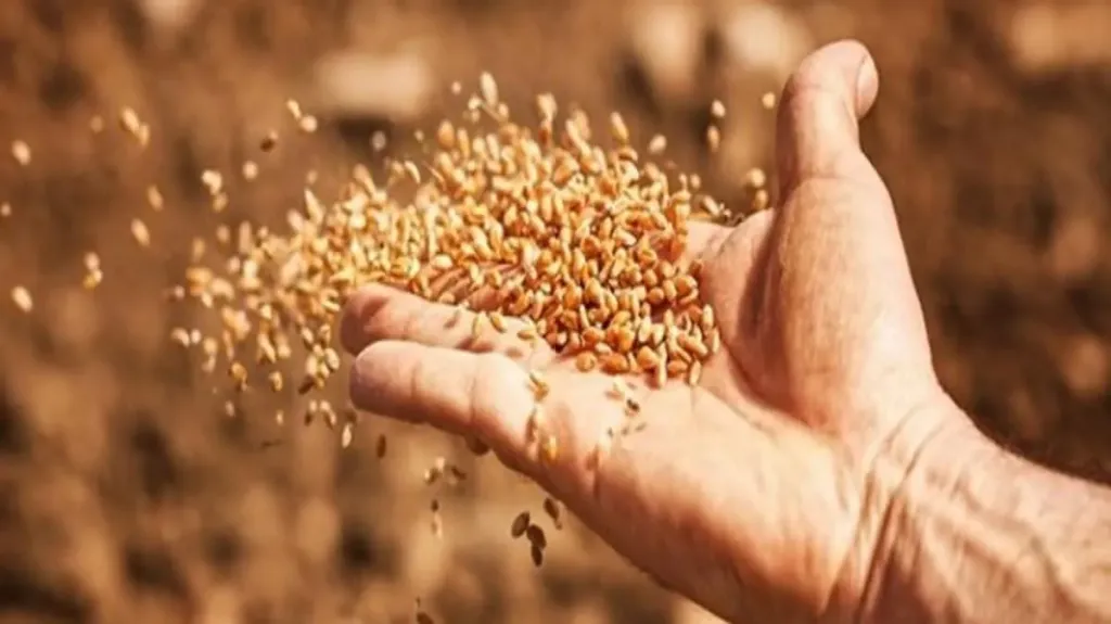 الحكومة المصرية تطلق خطة لزراعة 3.5 مليون فدان قمح