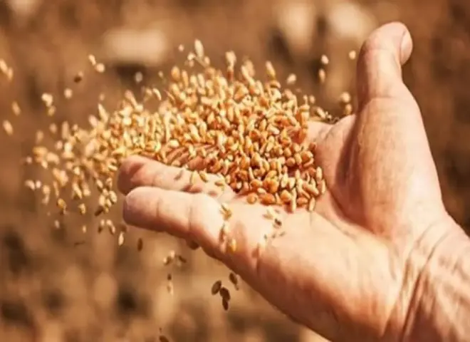 الحكومة المصرية تطلق خطة لزراعة 3.5 مليون فدان قمح