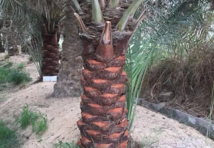 تحذيرات من تكريب النخيل أثناء ارتفاع الحرارة