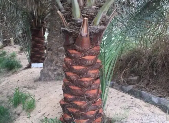 تحذيرات من تكريب النخيل أثناء ارتفاع الحرارة