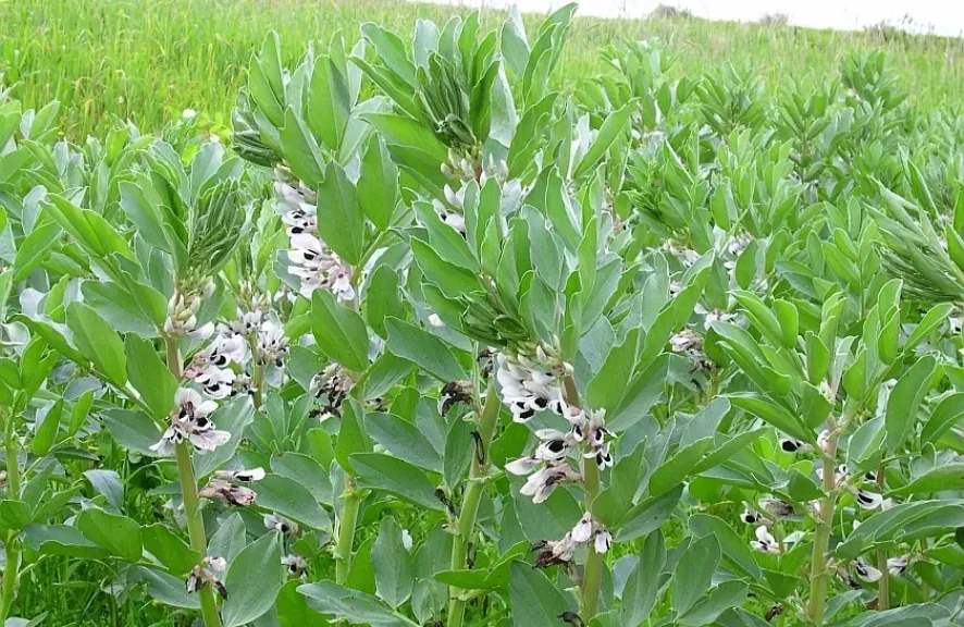 طرق حماية محصول الفول البلدي من سقوط الأزهار