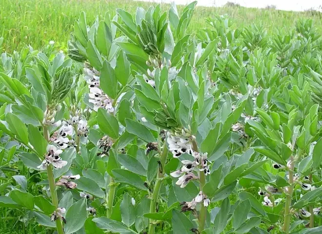 طرق حماية محصول الفول البلدي من سقوط الأزهار