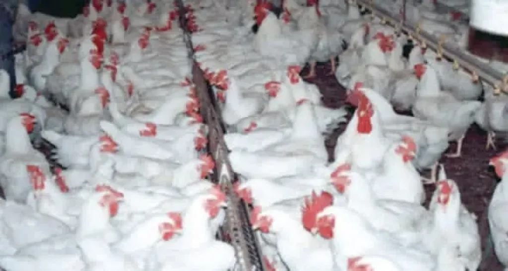 أسيوط تدعم قرية «كوم بوها» لتنمية صناعة الدواجن بالصعيد