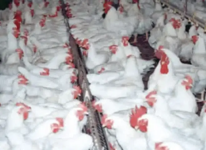 أسيوط تدعم قرية «كوم بوها» لتنمية صناعة الدواجن بالصعيد