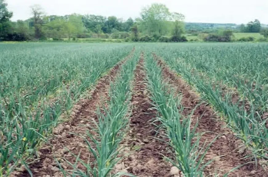 توصيات عاجلة للمزارعين لمواجهة تقلبات الطقس الشتوي