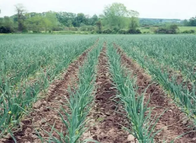 توصيات عاجلة للمزارعين لمواجهة تقلبات الطقس الشتوي