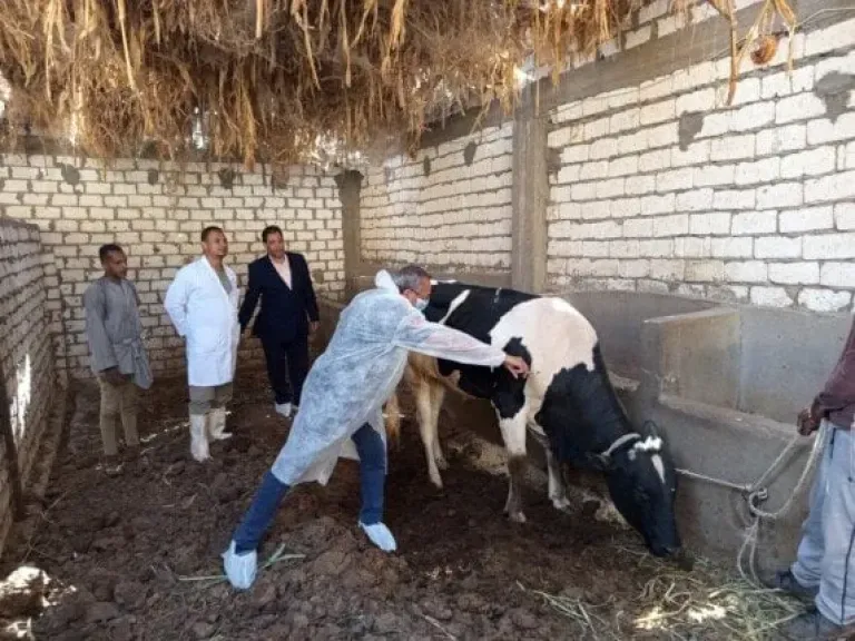 أستاذ بيوتكنولوجيا يكشف أسباب انتشار الحمى القلاعية الأخيرة