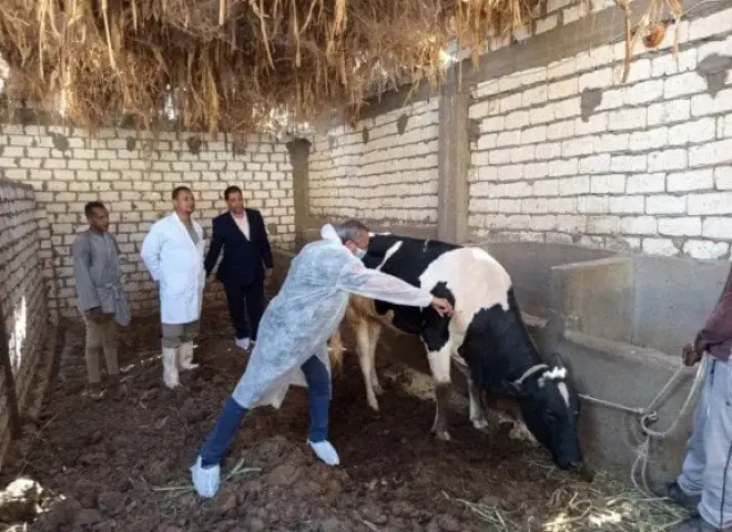 أستاذ بيوتكنولوجيا يكشف أسباب انتشار الحمى القلاعية الأخيرة