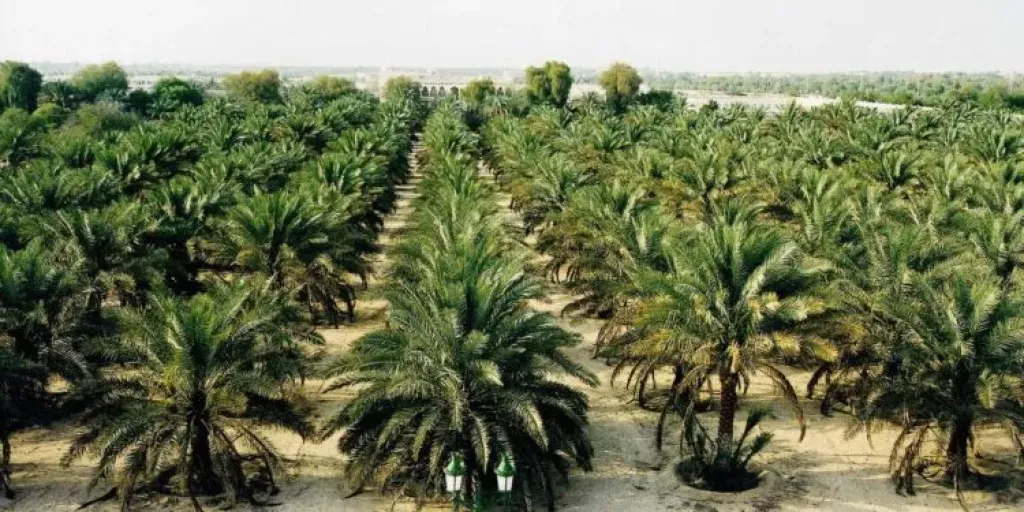 مصر تطلق أكبر مزرعة نخيل بالعالم في توشكى