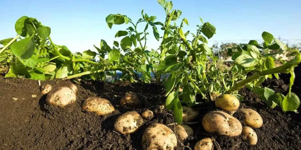 ارتفاع جنوني لأسعار تقاوي البطاطس يهدد المزارعين