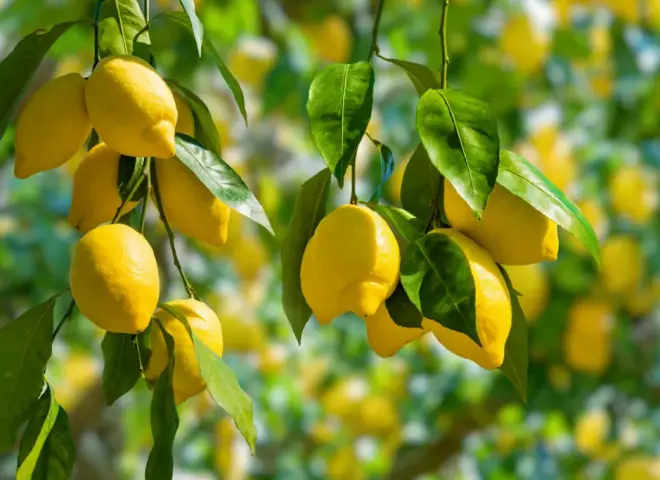 أسعار الليمون المصري تواصل الارتفاع وسط نقص في الأسواق العالمية