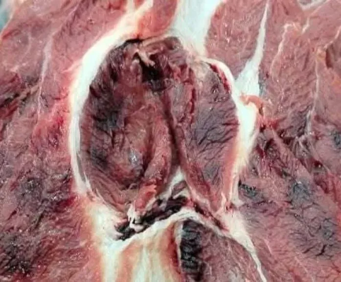 مدير الإرشاد البيطري بسوهاج يكشف مخاطر شراء لحوم غير مختومة