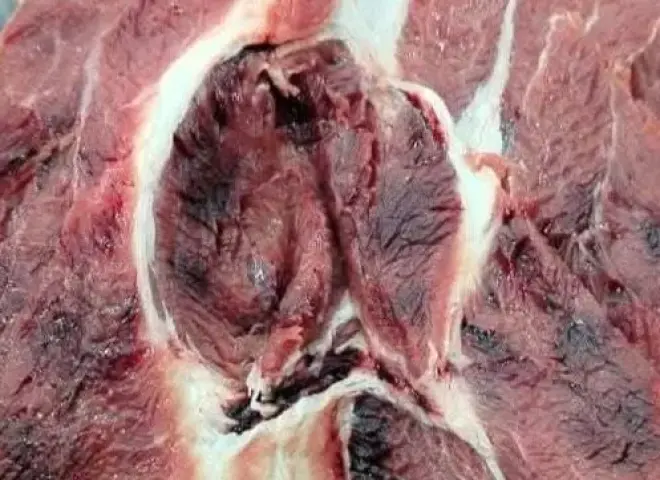 مدير الإرشاد البيطري بسوهاج يكشف مخاطر شراء لحوم غير مختومة